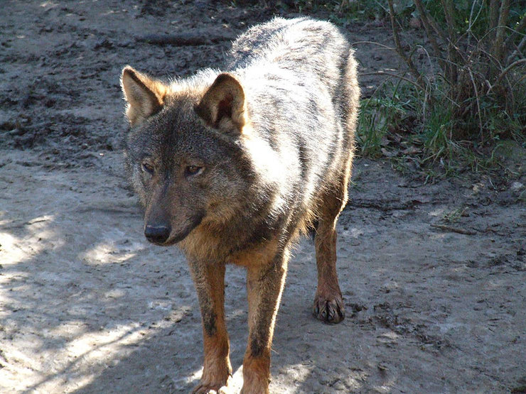 loup iberique fiche animaux espagnol canides animal fact iberian wolf