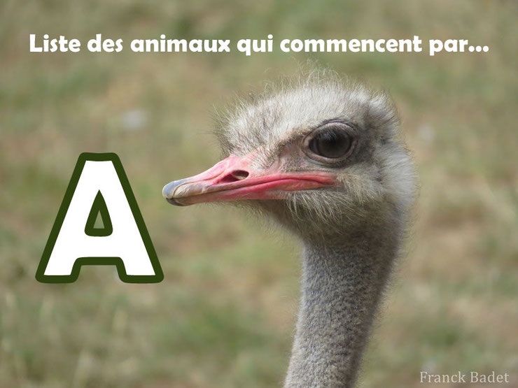 liste des animaux sauvage qui commence par la lettre a animal list