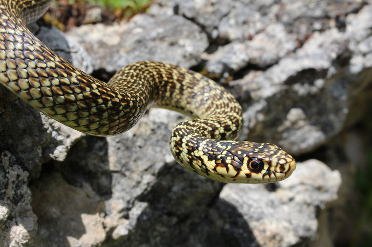 couleuvre verte et jaune fiche reptile animaux