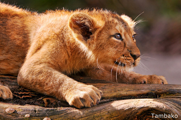 lionceau d'afrique