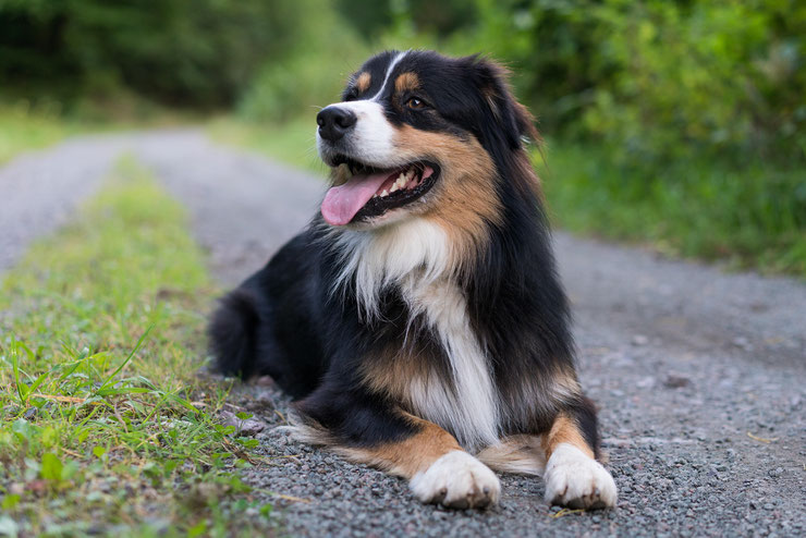 Le Berger Australien : le chien préféré des Français
