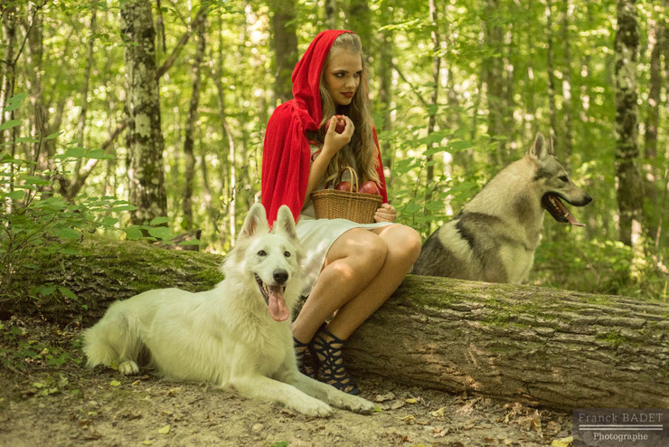 chaperon rouge dogwolf berger blanc suisse chien loup tchecoslovaque