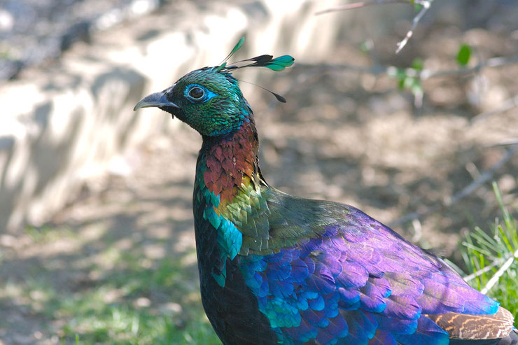 Lophophore resplendissant Lophophorus impejanus Himalayan monal