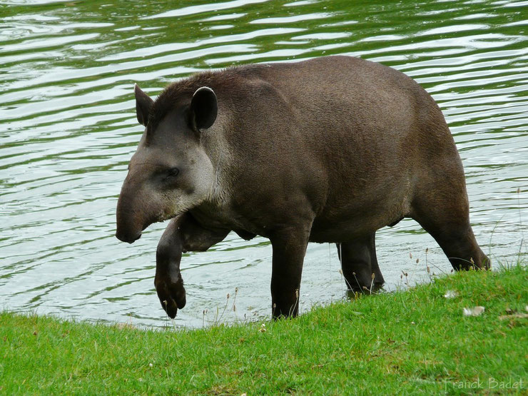 tapir du bresil fiche animaux