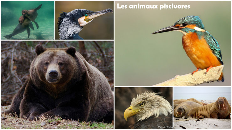 animaux piscivores