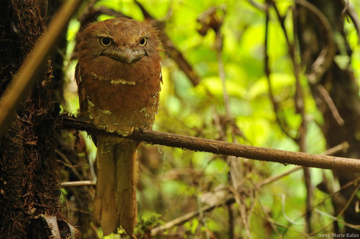 podarge de ceylan sri lanka