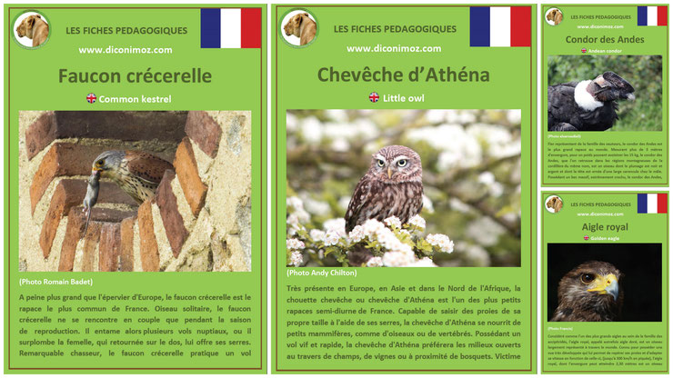 fiches animaux pedagogiques oiseaux rapaces à telecharger et a imprimer pdf download animal fact faucon crecerelle aigle royal chouette cheveche athena condor des andes