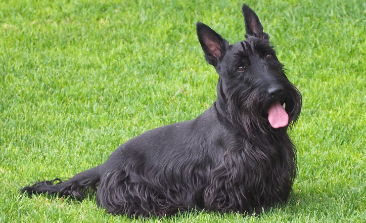 scottish terrier fiche chien animaux race caractere comportement origine poil couleur