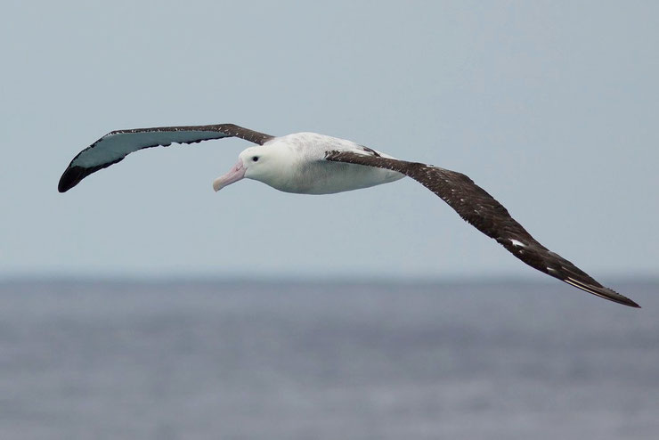 albatros hurleur diomedea exulans fiche oiseaux wandering albatros