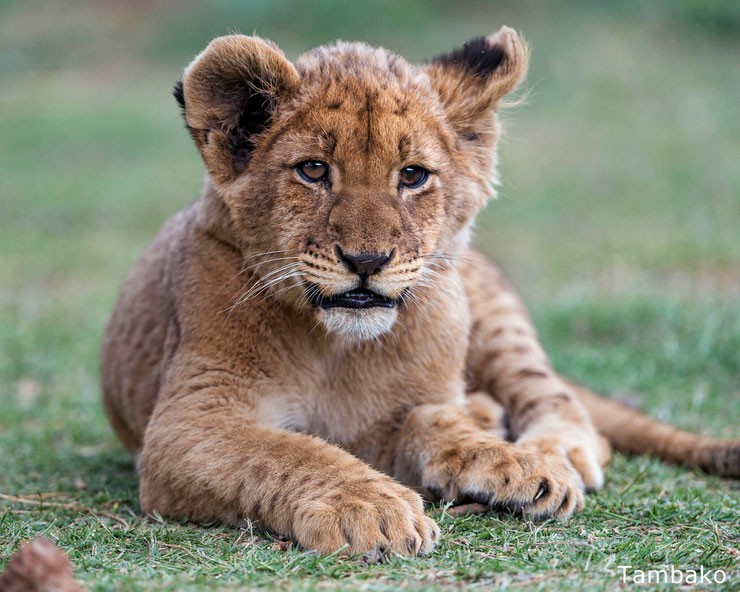 bébé lion lionceaux mignon cute cub animals 