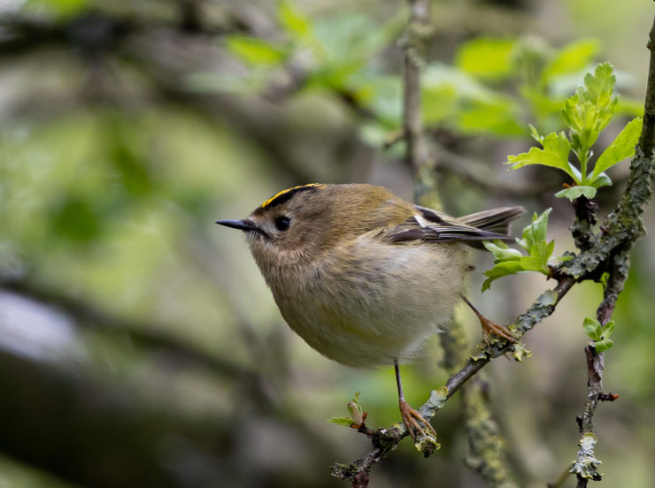 roitelet huppé regulus regulus