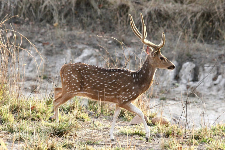 cerf axis chital poids taille distribution alimentation inde sri lanka