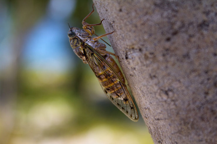 cigale commune fiche insectes animaux