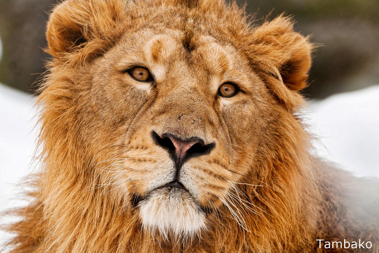 portrait lion d'asie