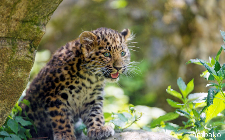 panthere de l'amour bébé cute cub