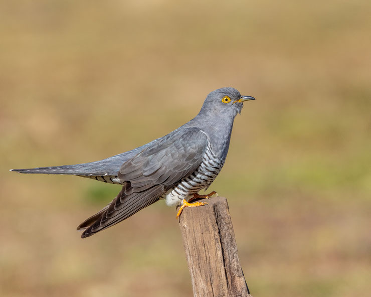Coucou gris cuculus canorus