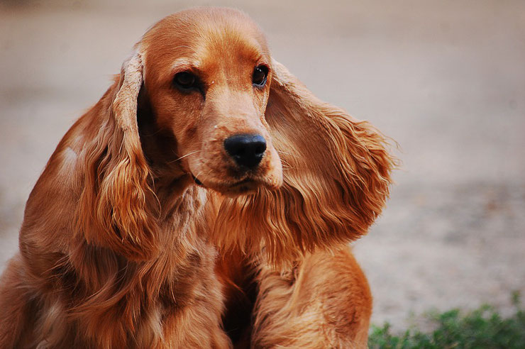 chien vedette de cinema cocker anglais belle et le clochard boule et bill