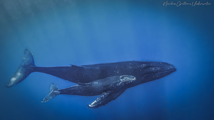 baleine à bosse et son petit baleineau