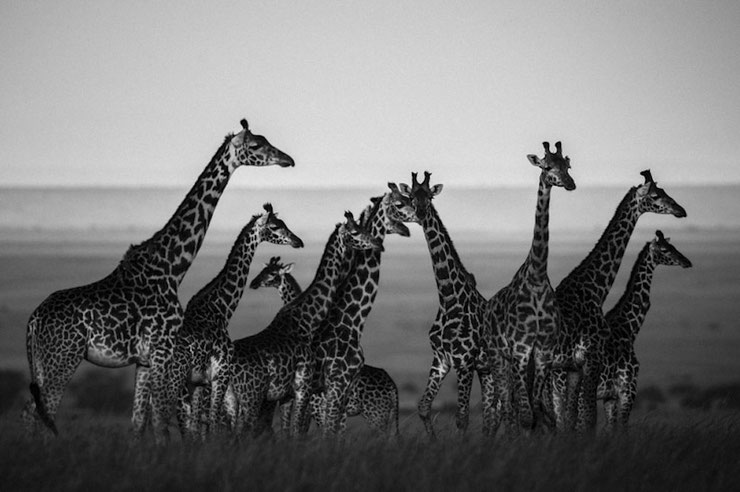 Girafe troupeau noir et blanc laurent baheux