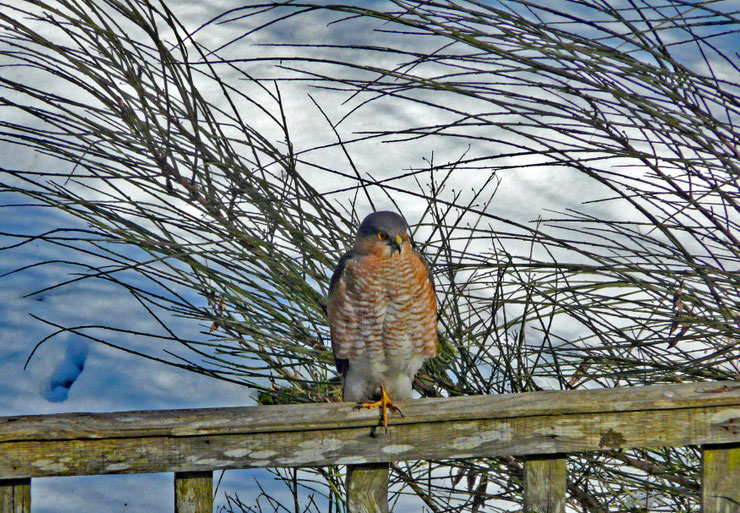 epervier d'europe accipiter nisus