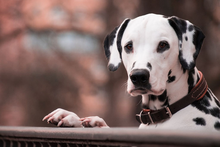 dalmatien fiche chien animaux caractere comportement origine poil couleur