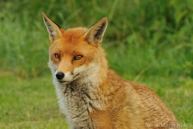 liste des animaux les plus mignons le renard