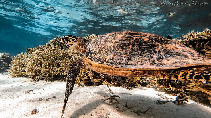 tortue imbriqué fiche animaux marins en danger critique d'extinctions polynesie française