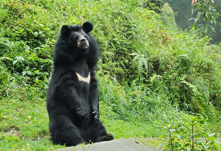 Ours à collier : poids, taille, longévité, habitat, alimentation -  Dictionnaire des animaux