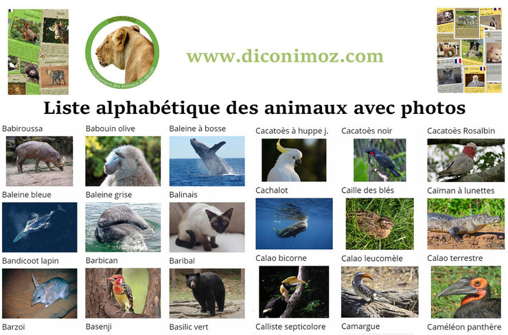 liste des animaux par images photos et par ordre alphabétique de A à Z