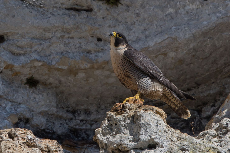 faucon pelerin peregrin falcon