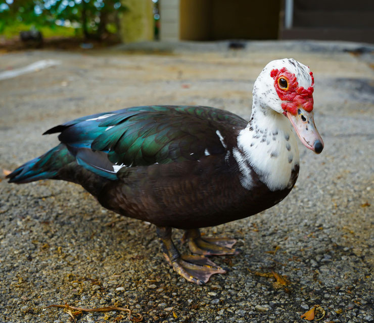 canard de barbarie Cairina moschata