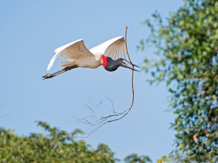 jabiru amerique flying en vol