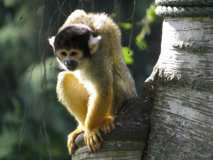 liste des animaux d'amazonie singe ecureuil saimiri