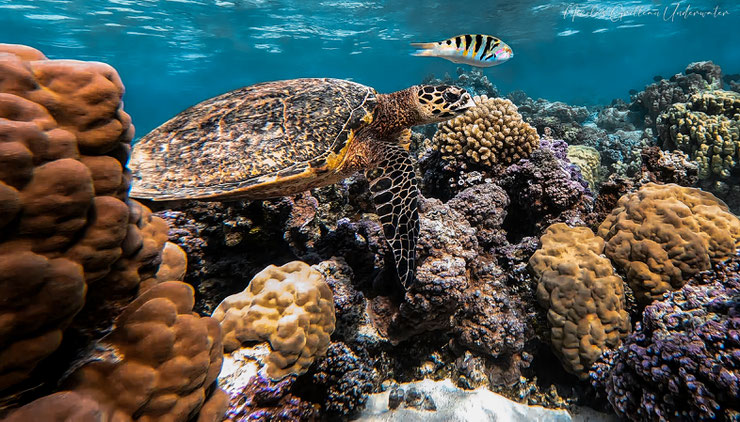 tortue imbriquée ou tortue à bec de faucon comportement poids taille alimentation