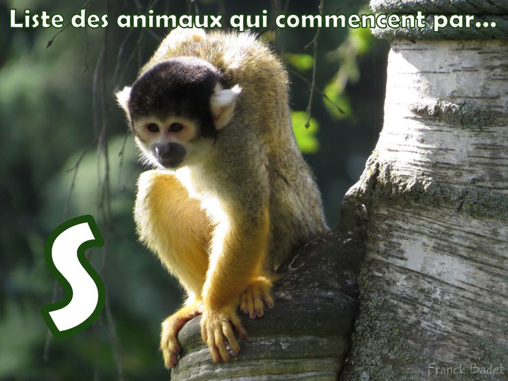 liste des animaux qui commencent par la lettre S