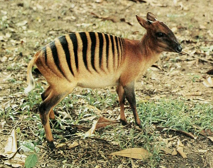 animaux a rayures cephalope zebre 