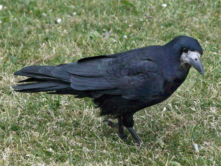 corbeau freux fiche oiseaux animaux