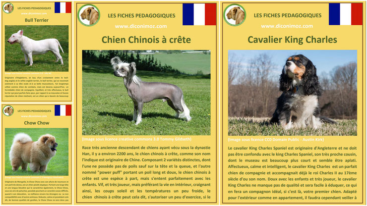 fiche animaux animal de compagnie  chien à telecharger et a imprimer pdf comportement origine caractere race chien nu chinois a crete bull terrier chow chow cavalier king charles