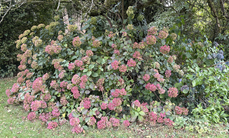 Hydrangea macrophylla ‘Selma’ ce 15 septembre 2025