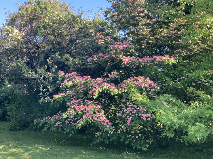 Le Cornus kousa ‘Satomi’ le 31 mai