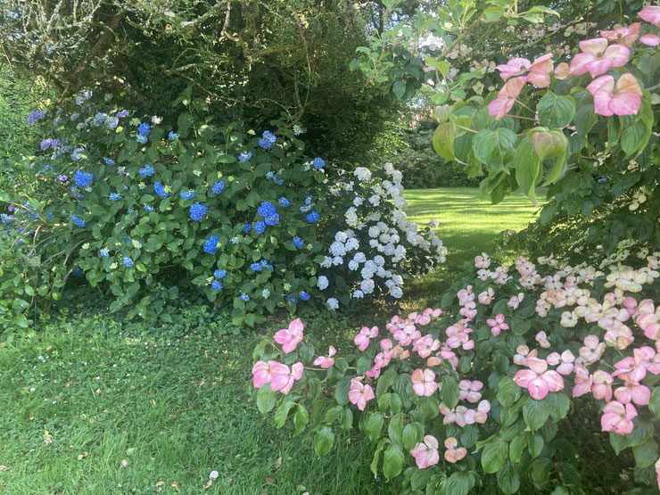 Cornus kousa ‘Satomi’ et Hydrangeas le 28 juin 2025