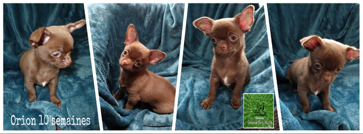 Chiot Chihuahua, Chihuahua chocolat mâle