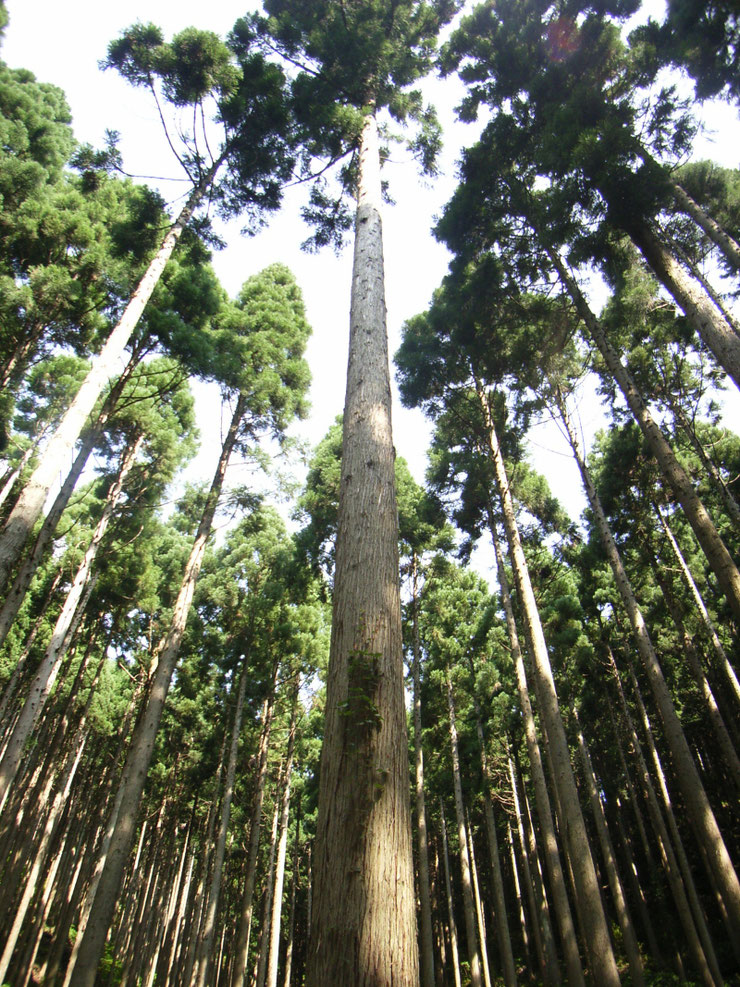 岡山県北の森林