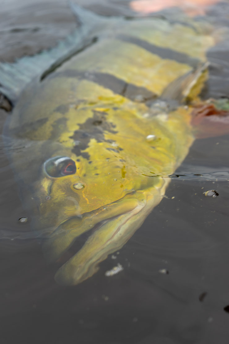 Peacock Bass Colombia fishing