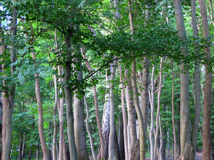 wald