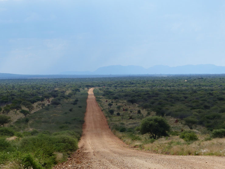 Hochebene, 1.600 m, Fahrt von Otjiwarongo zur Cheetah Foundation, nach dem Regen