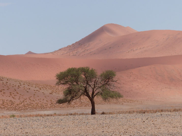 An den Sossusvlei Dünen, bis 300 m hoch, in einem Gebiet von 32.000 km2 (!) Dünenlandschaft