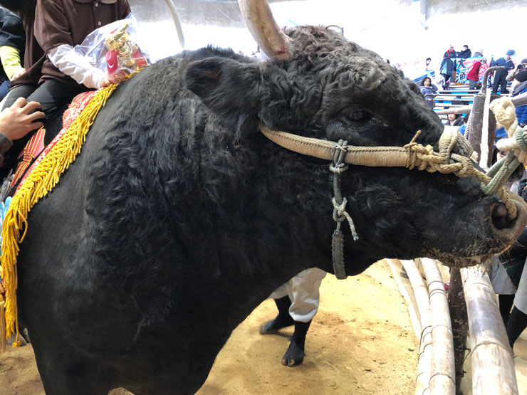 秋場所　勝利牛　鞍馬ジュゴン