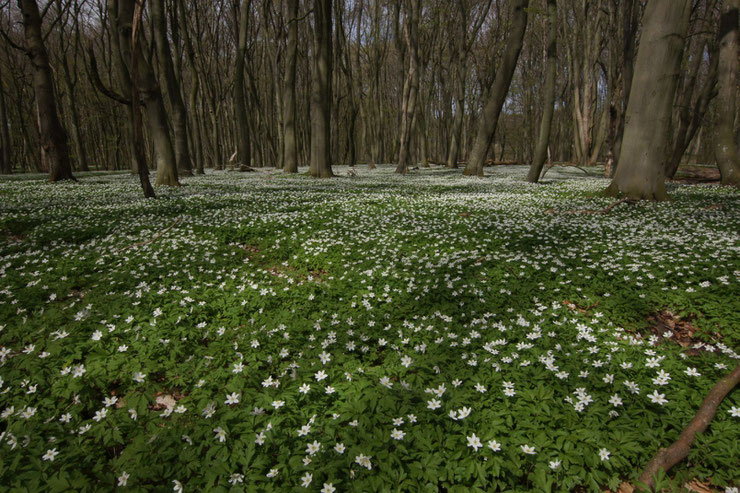 Foto: Petra Ludwig-Sidow - Frühling im Buchenwald in Vorpommern