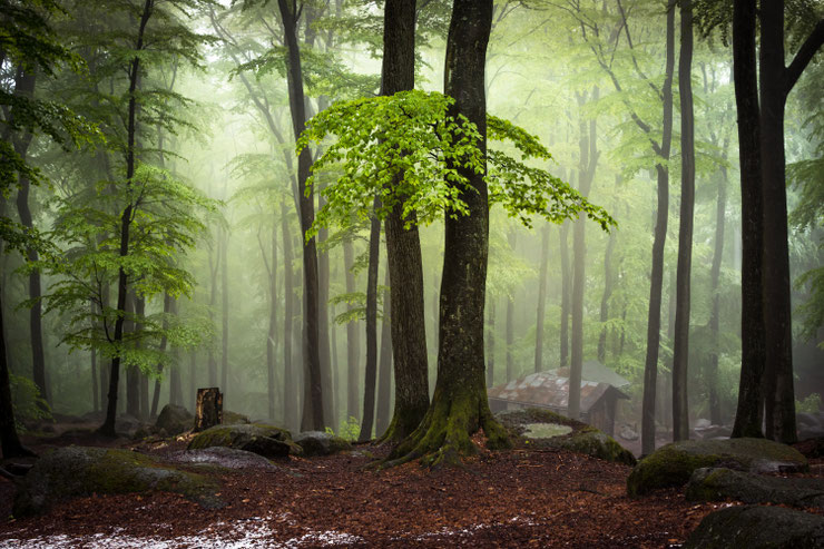 Das NSG Felsberg - eine faszinierende Waldlandschaft © Yvonne Albe